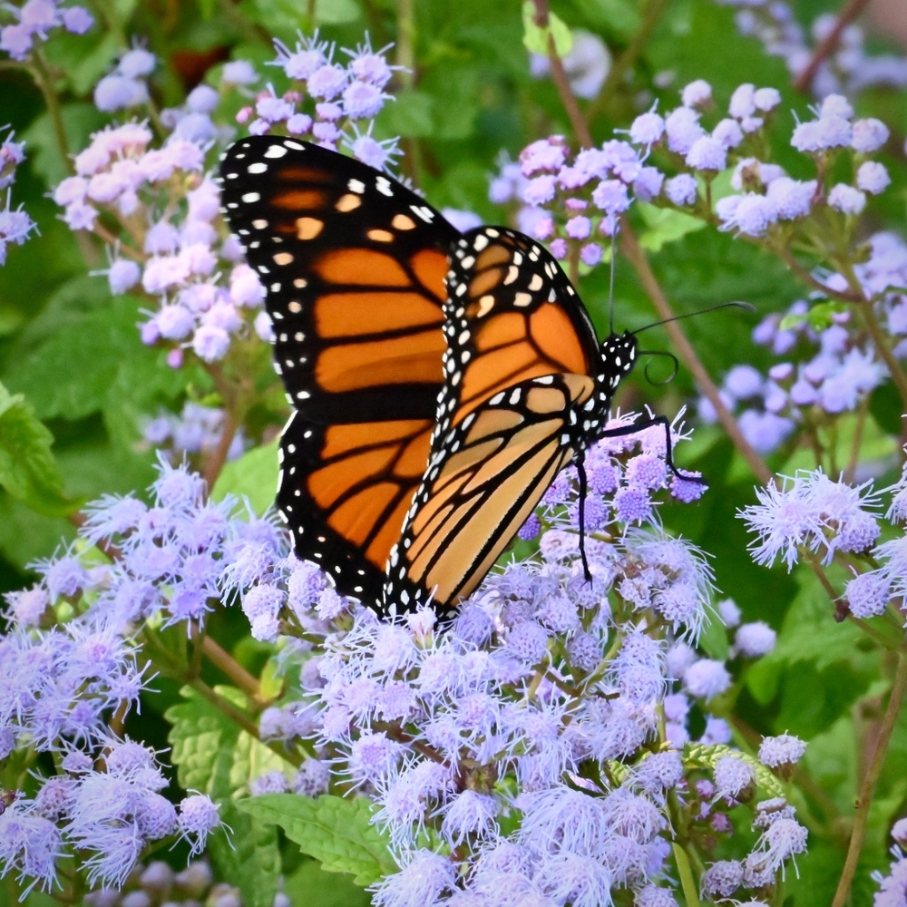 Blue Mistflower (Conoclinium coelestinum) 100 Seeds